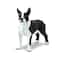 Safari Ltd® Best In Show Dogs Boston Terrier